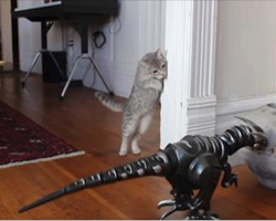Curious Kitty Meets Robot Dinosaur For The Very First Time. Her Reaction Is Priceless!