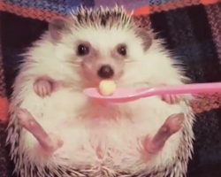 Meet Azuki, The Cutest Hedgehog From Japan