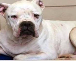 Dog Returned To The Shelter Twice Wouldn’t Stop Shaking And The Reason Is Heartbreaking
