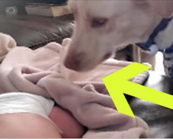 Dog Sneaks up While Baby’s Sleeping – What the Camera Catches is Spreading like Wildfire