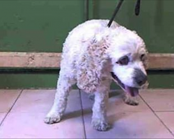 Dog Surrendered To Shelter-They Hear His Age, And Know Exactly What To Do