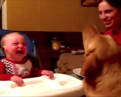 Dog Tries to Show Baby That Green Beans are Good. But The Baby’s Reaction Has Me In Stitches