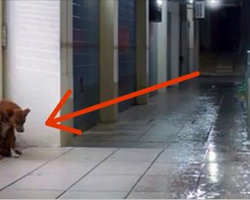 Dog watches helplessly when owner suddenly falls ill – but now watch the unexpected turn that’s bringing thousands to tears