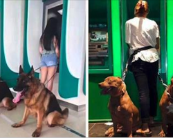10+ Reasons Why Dogs Are The Best Defense Against Thieves At The ATM