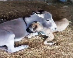 Other Dogs Refused To Play With This Disabled Dog, But Watch What The Donkey Does