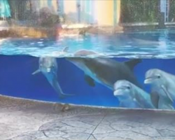 5 Curious Dolphins Mimicking Squirrels Shows Just How Smart These Creatures Are