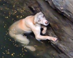 Drowning Dog Desperately Hangs On In The Hope Of Being Saved – Now Watch When He Sees The Rescuers.