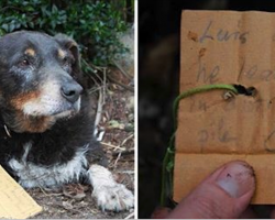 Family Is Worried When Dog Disappears, Then He Returns With Note Calling Him ‘Hero Of The Day’