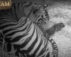 Endangered Tiger Goes Into Labor, Zookeepers Rush To The Cameras…What They See Leaves Them Speechless