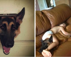German Shepherds Make Horrible Family Dogs. Here are 10+ Reasons Why