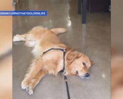 Golden Retriever Refuses to Leave Pet Store in Hilarious Video