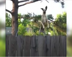 Great Dane discovers a trampoline, has Internet in stitches with his hilarious antics