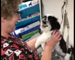 Groomer Laughs Hysterically At What This Puppy Starts Doing While She’s Grooming Her – It’s Going Viral!