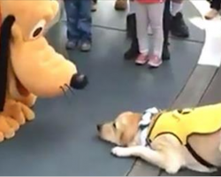 This guide dog’s reaction to meeting Pluto is the best thing you’ll see all week