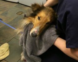 Homeless Collie Found Shivering And Scared In A Railroad Yard, Then Rescuers Notice 1 Heartbreaking Detail…