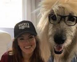 Irish Wolfhound And His Mom’s Rockin’ Halloween Costumes Win The Internet