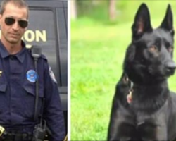 3 attackers ambush an unsuspecting police officer. This loyal K9 saves his life