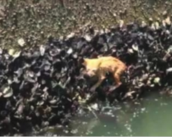 Kitten begging for someone to save him as the water rises, clinging to oysters, then man notices him