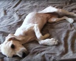 They knew there was hope for this starved dog when they saw this special moment