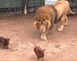 Lion Creeps Up Behind Weiner Dogs, You Have To See To Believe What Happens