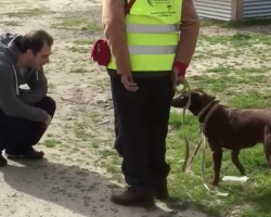 Lost Dog’s In Disbelief When She Sees Her Owner — Then She Smells Him