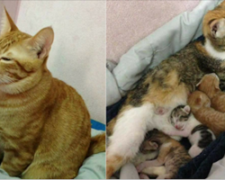Cat Proves He Is The Ultimate ‘Husband’ When Mother Cat Goes Into Labor