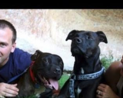 Michael Vick’s Dogs, Thought To Be Beyond Rehabilitation, Prove Everyone Wrong! Watch Their Reunion Right Here!