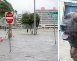 Mistaken For A Stray and Evacuated From Florida, All Hope Seemed Lost For This Grieving Pooch Until..