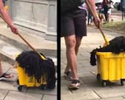 ‘Mop Dog’ Wins Halloween By Just Dressing Up As Herself