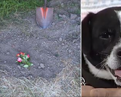Family Buries Dead Dog In Grave But 14 Hours Later He’s Standing At The Front Door
