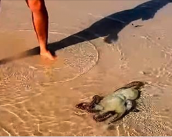 Family Saves Stranded Octopus – The Next Day, He Returns To Thank Them In Remarkable Fashion