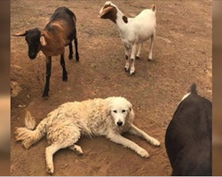 Farmer Forced To Abandon Dog & Goats During Wildfire— Returns To Witness A Miracle.