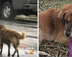 The Story Behind The World Famous Hurricane Harvey Dog