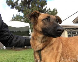 A dog who was abandoned at a shelter had to watch her family try to adopt a new dog