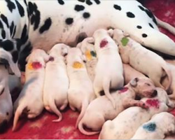 Pregnant Dalmatian With Giant Belly Delivered Her Pups, Then Vet Realizes A Mistake!