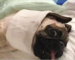 Woman Flies All The Way To Iran To Save A Sick Pug She’s Never Met