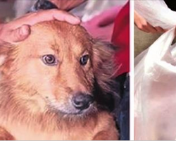 This Precious Pup Drags A Garbage Bag Home From The Dump – Shocked, His Owner Immediately Calls 911