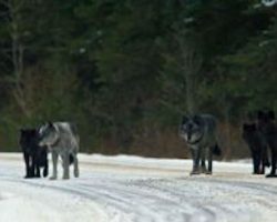 They Released 14 Wolves In A Park. But No One Was Prepared For This. Unbelievable That Nature..