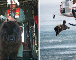 Rescue Dog Throws Himself From Helicopter Into Giant Waves To Save Lives
