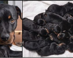 Rottweiler Gives Birth In The Middle Of The Night And The Babies Keep Coming Until 15 Are Born