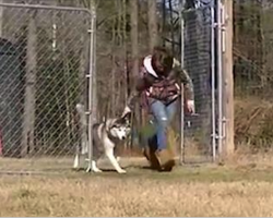 After Spending His Entire Life On A Chain, Biscuit Is Shown An Empty Field