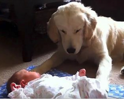 Mom Lays Newborn On Floor. Captured Footage Of Puppy’s Next Move Goes Viral