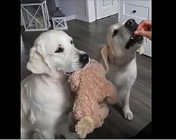 Mom Gives Dog Treat. But It’s The Dog With The Toy That Has The Internet In Laughter