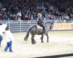 This Horse Hears His Favorite Song, He Nods To His Owner, Then They Stun Everyone