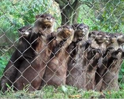 Whenever These Baby Otters Spot Their Favorite Zookeeper They Make The Most Ridiculously Cute Sound