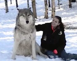 Giant Wolf Plops Down Beside Her, But Watch What Happens When…