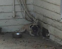 Woman offers $1,000 for pugs kept outside in 105-degree weather and cries when he refuses