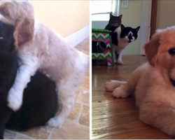 10 Cats Who Don’t Know What To Think About The New Puppy