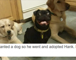 17 Funny Tumblr Posts About Dogs To Make Your Day That Much Better