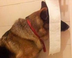 23 Dogs That Think They’ve Found The Perfect Hiding Spot